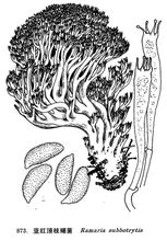 亞紅頂枝瑚菌