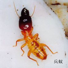小楹白蟻