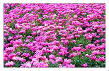 亳芍