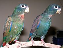青銅翅鸚鵡
