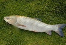 草魚