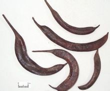 大皂角