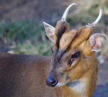 小麂 中文学名:小麂  拉丁学名:muntiacus reevesi  别称:吠鹿,犬麂