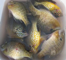 原料  板鱼l条,面粉50克,鸡蛋2只,盐,胡椒粉少许,黄油50克,色拉油