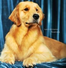 金毛犬