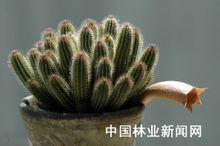 麗鐘閣