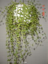 吊金錢