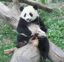 瀕危動物