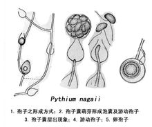 学名:霜霉目 拉丁学名:peronosporales 界:真菌界 亚门:鞭毛菌亚门